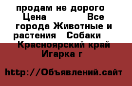 продам не дорого › Цена ­ 10 000 - Все города Животные и растения » Собаки   . Красноярский край,Игарка г.